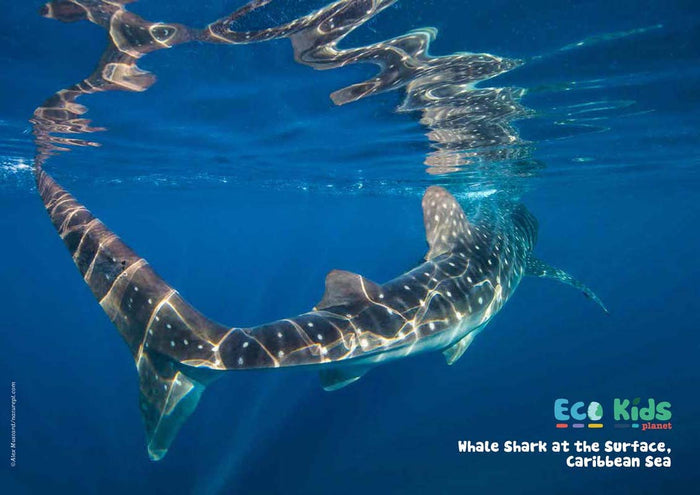 Kid's Nature Magazines – Issue 68 – Sensational Sharks