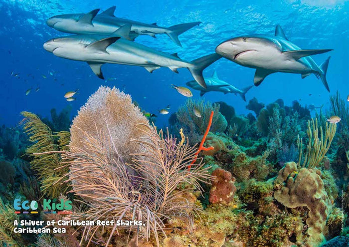 Kid's Nature Magazines – Issue 68 – Sensational Sharks