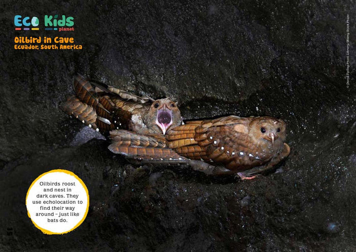 Kid's Nature Magazines – Issue 72 – Cave Creatures