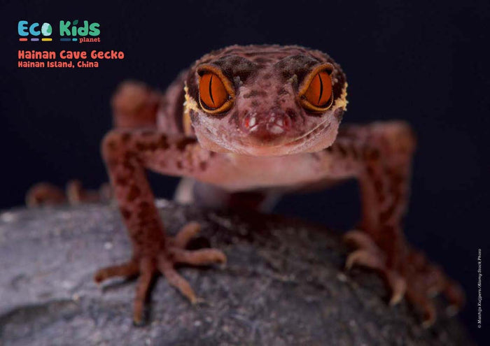 Kid's Nature Magazines – Issue 72 – Cave Creatures