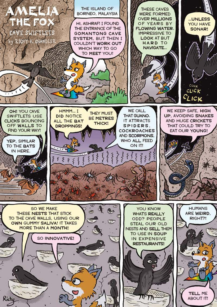 Kid's Nature Magazines – Issue 72 – Cave Creatures