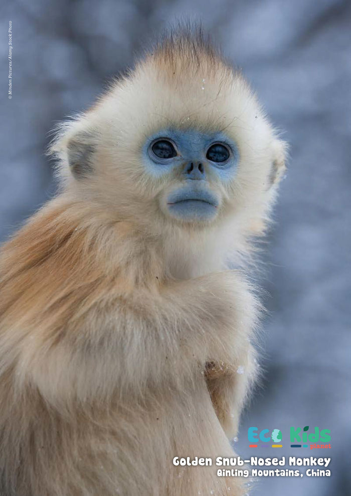 Kid's Nature Magazines – Issue 75 – Primates of the World