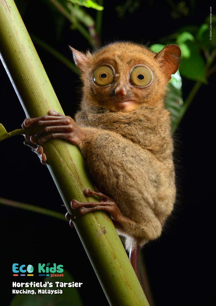 Kid's Nature Magazines – Issue 75 – Primates of the World