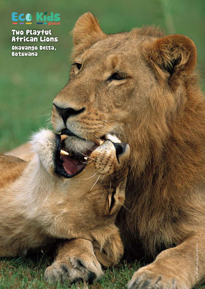 Kid's Nature Magazines – Issue 76 – Wetland Wildlife