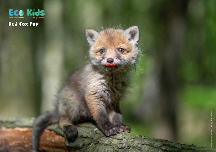 Kid's Nature Magazines – Issue 77 – Animal Babies