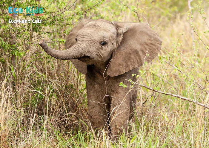 Kid's Nature Magazines – Issue 77 – Animal Babies