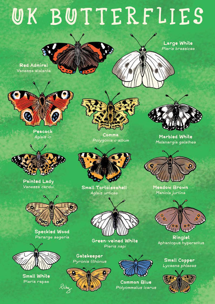 Kid's Nature Magazines – Issue 78 – Winged Insects