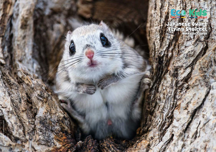 Kid's Nature Magazines – Issue 80 – Tiny Wildlife