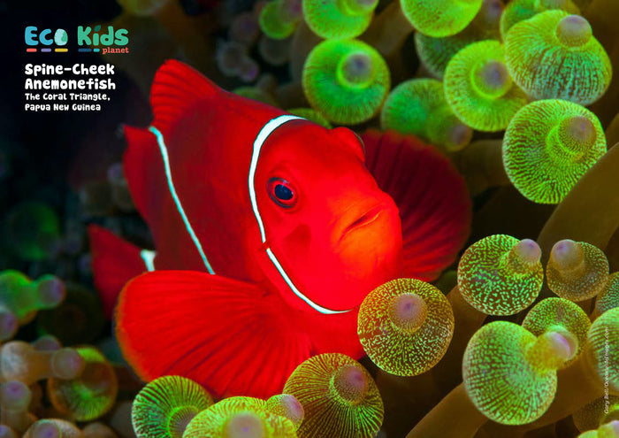 Kid's Nature Magazines – Issue 81/82 – Fantastic Fish