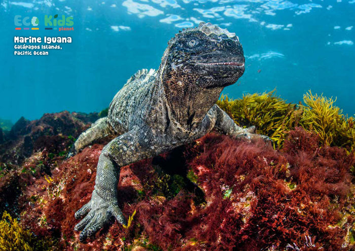 Kid's Nature Magazines – Issue 83 –  Reptiles Rock!