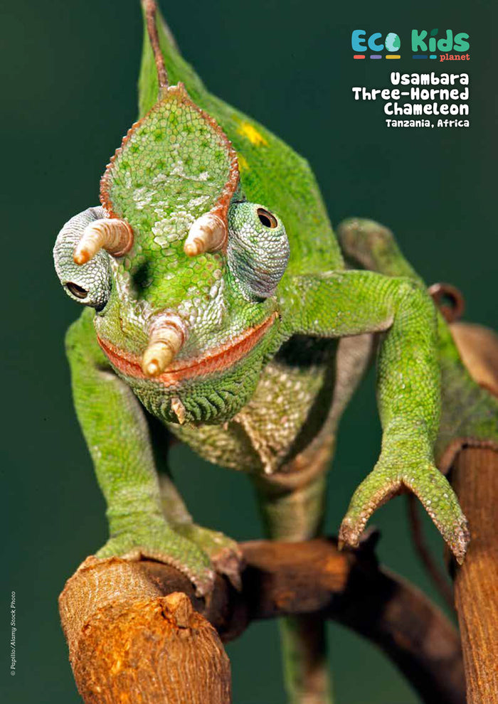 Kid's Nature Magazines – Issue 83 –  Reptiles Rock!