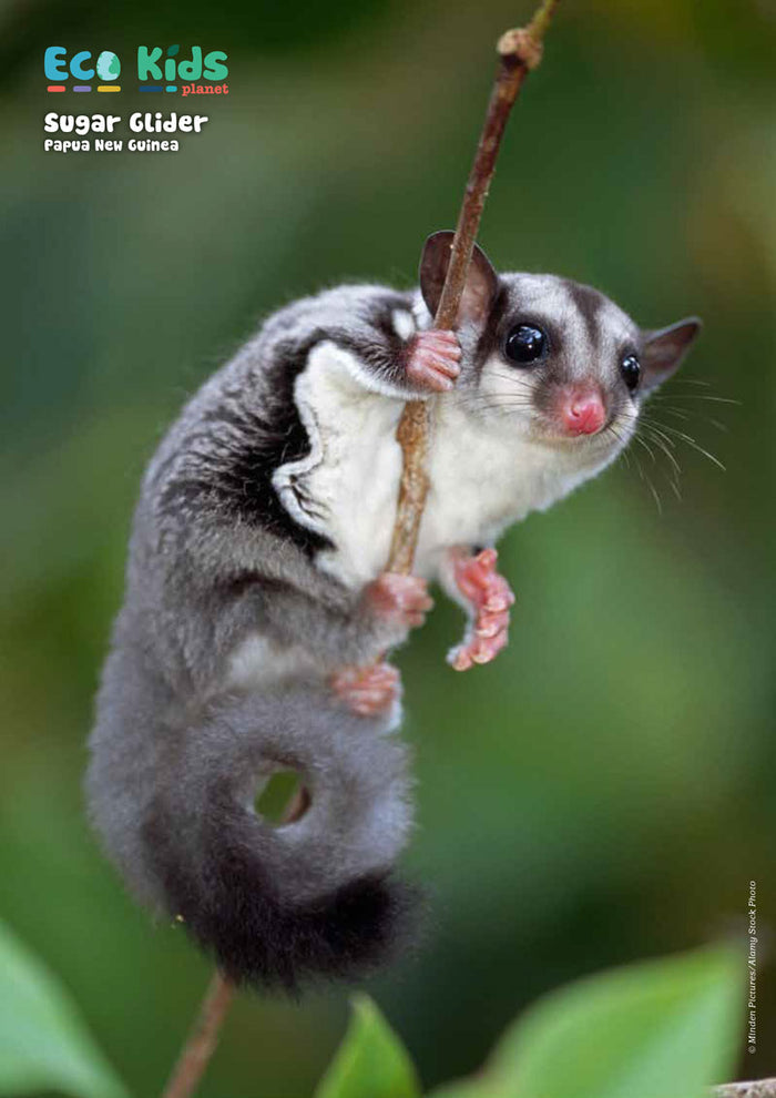 Kid's Nature Magazines – Issue 84 –  Greatest Gliders