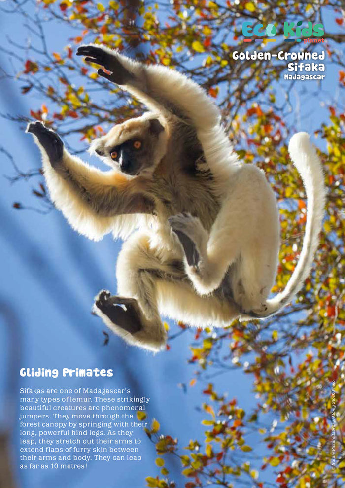 Kid's Nature Magazines – Issue 84 –  Greatest Gliders