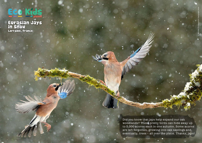 Kid's Nature Magazines – Issue 86 – Go Wild!