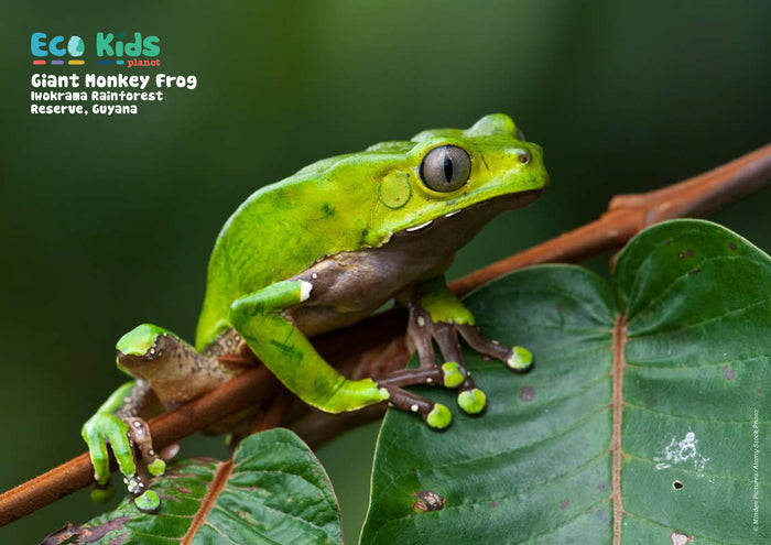 Kid's Nature Magazines – Issue 89 – Slimy Species!