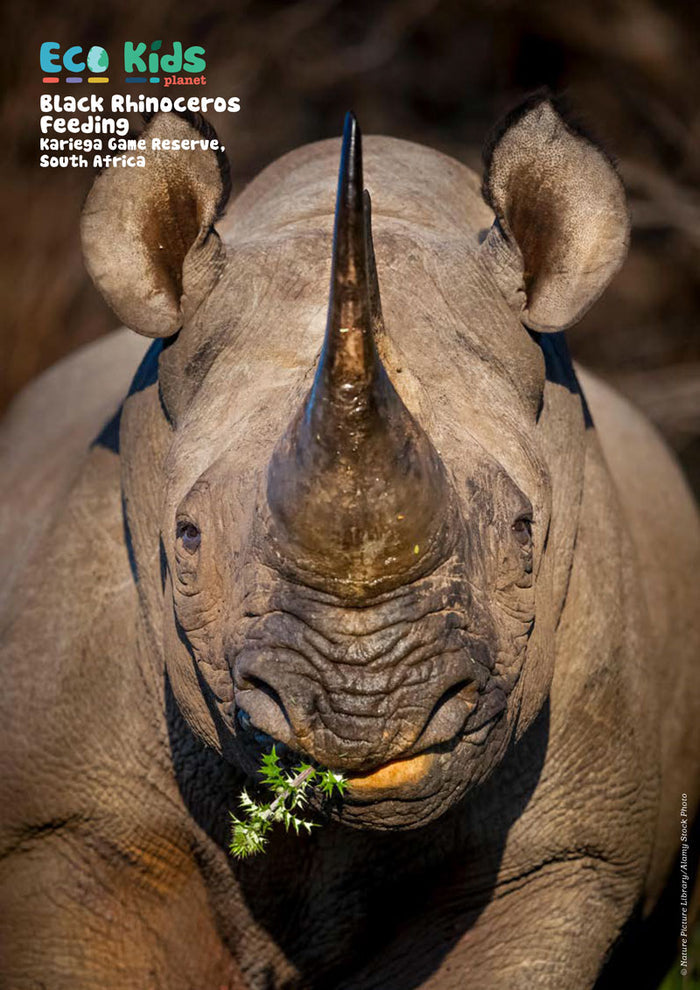 Kid's Nature Magazines – Issue 91 – Animals with Horns!