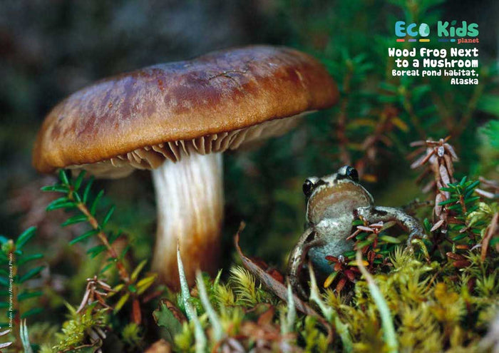 Kid's Nature Magazines – Issue 95 - Funky Fungi!