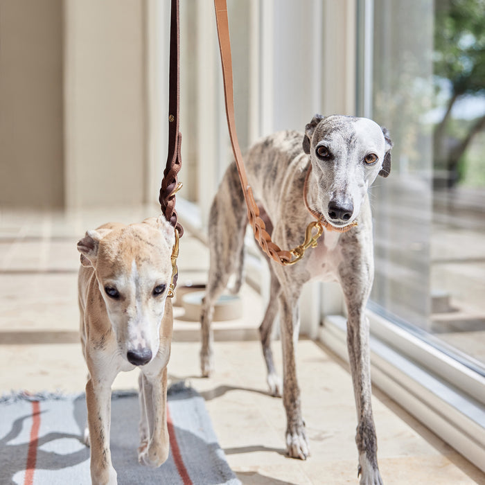 OYOY ZOO - Robin Hundehalsband