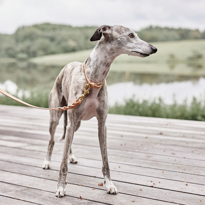 OYOY ZOO - Robin Hundehalsband