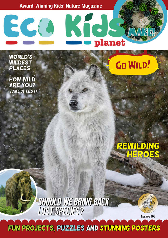 Winter Wildlife Collection