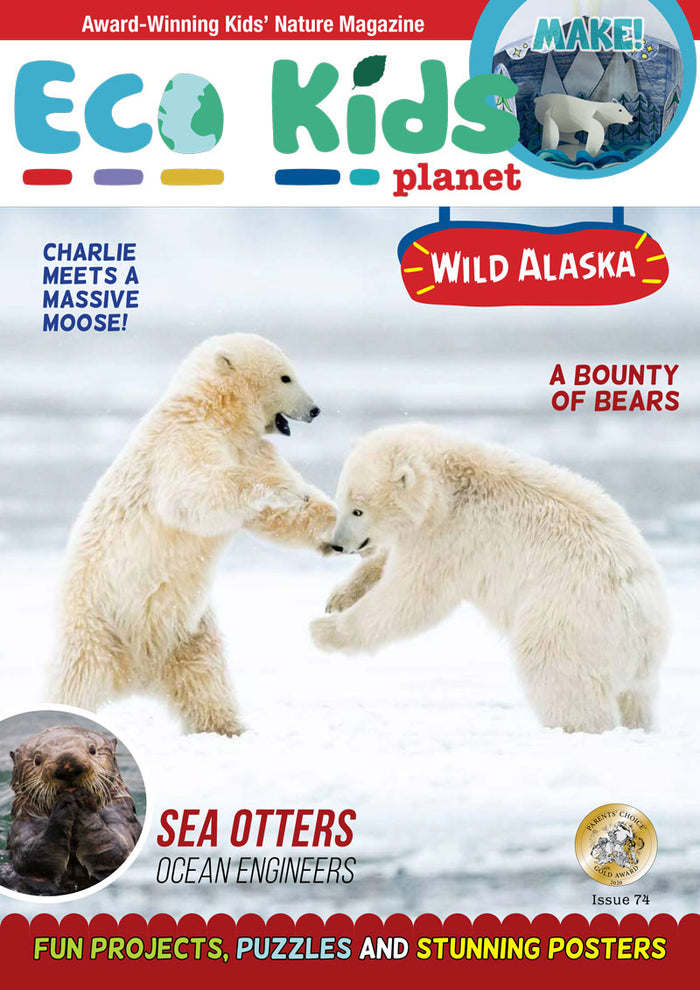 Winter Wildlife Collection